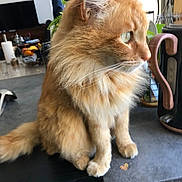Shanks a rejoint le concours — aidez-le/la à gagner de superbes lots ! animal, cat, counter, curious, domestic, domestic_animal, ears, feline, fluffy, fur, household, indoor, kitchen, looking_away, orange_cat, pet, side_view, sitting, tail, whiskers