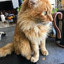 animal, cat, counter, curious, domestic, domestic_animal, ears, feline, fluffy, fur, household, indoor, kitchen, looking_away, orange_cat, pet, side_view, sitting, tail, whiskers