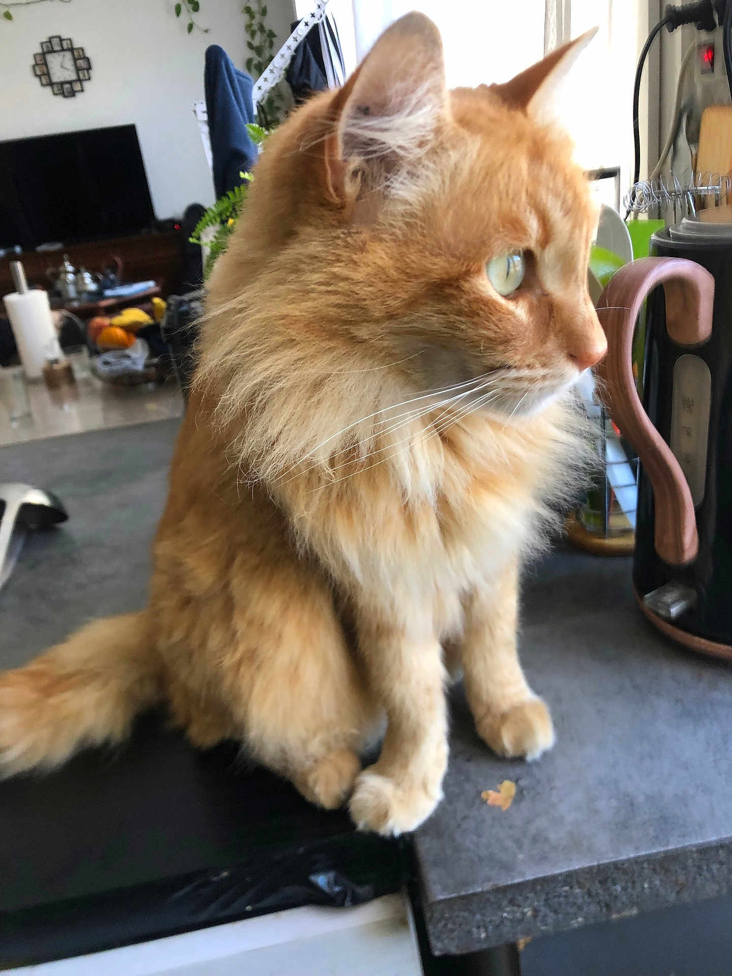 Shanks a rejoint le concours — aidez-le/la à gagner de superbes lots ! animal, cat, counter, curious, domestic, domestic_animal, ears, feline, fluffy, fur, household, indoor, kitchen, looking_away, orange_cat, pet, side_view, sitting, tail, whiskers