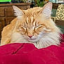 Shanks participe au concours pour gagner de l'argent avec cette photo : animal, blanket, cat, closeup, cozy, ears, fluffy, furniture, guitar, home, indoor, living_room, orange_tabby, pet, plant, red_blanket, relaxed, sleeping, television, whiskers