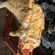 Shanks a rejoint le concours — aidez-le/la à gagner de superbes lots ! animal, cat, cozy, daylight, domestic, fluffy, fur, home, indoor, lace_doily, orange_cat, pet, quiet, relaxing, resting, silver_tea_set, sunlight, table, whiskers, wooden_table