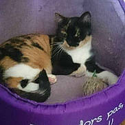 Chaya participe au concours pour gagner de l'argent avec cette photo :