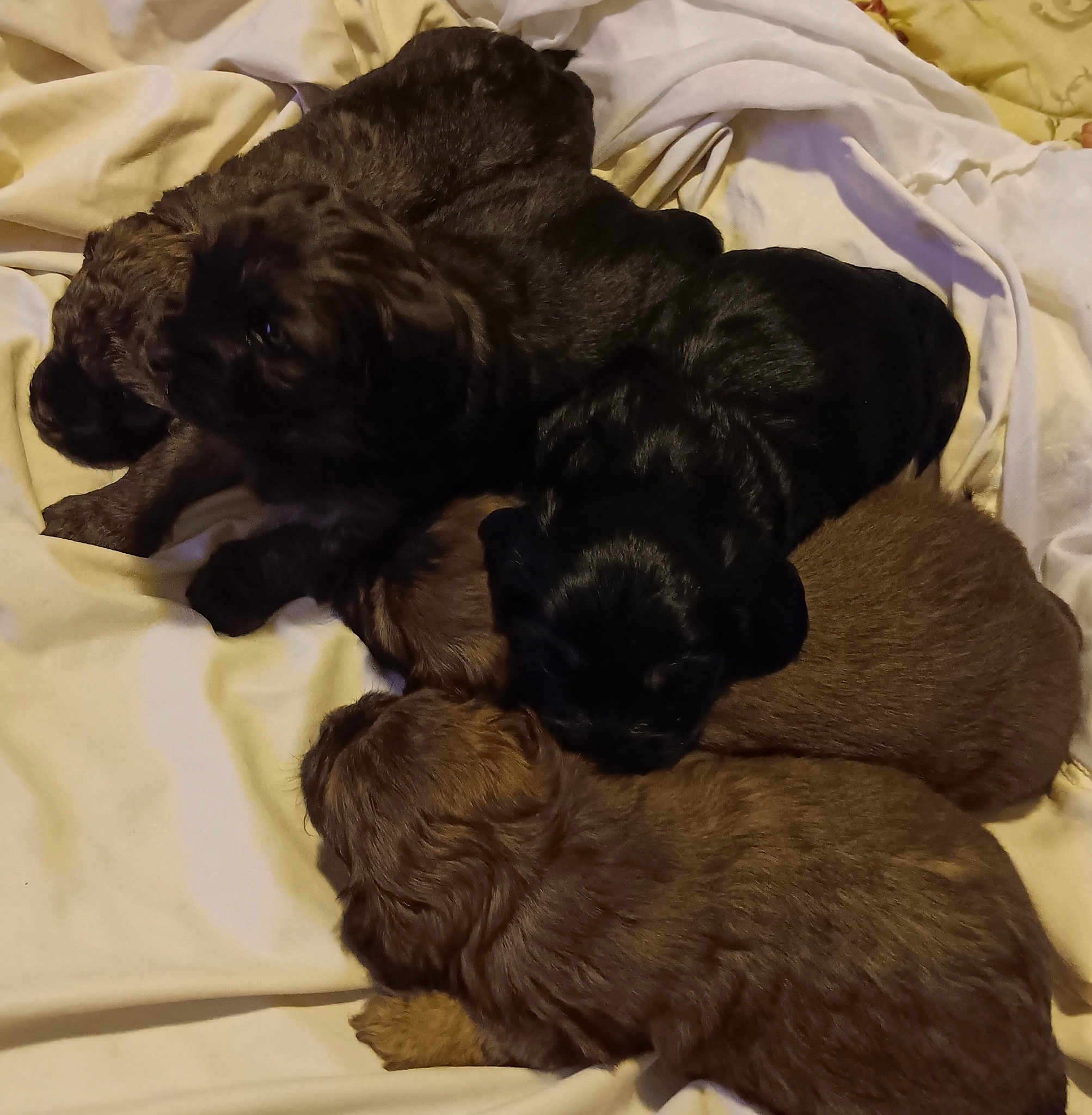 Jingles Bell Babies