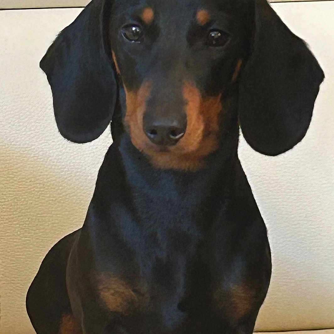 Upsy participe au concours pour gagner de l'argent avec cette photo : accessories, animal, bathing, bathtub, beagle, bull, canine, collar, dog, formalwear, hound, pebble, person, pet, puppy, snout, tie, tub