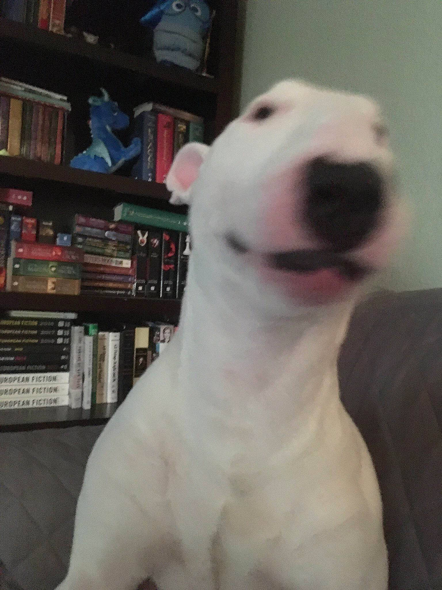 Walter joined the competition — help win amazing prizes! bull_and_terrier, bull_terrier, bull_terrier_miniature, canidae, carnivore, cordoba_fighting_dog, dog, dog_breed, dogo_argentino, dogo_guatemalteco, english_white_terrier, gull_terr, mammal, non_sporting_group, nose, old_english_terrier, pit_bull, rare_breed_dog, vertebrate