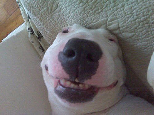 Walter is registered to the contest to win money with this photo: american_pit_bull_terrier, bull_and_terrier, bull_terrier, bull_terrier_miniature, canidae, carnivore, dog, dog_breed, dogo_argentino, dogo_guatemalteco, english_white_terrier, gull_terr, mammal, non_sporting_group, nose, old_english_terrier, pit_bull, rare_breed_dog, snout, vertebrate