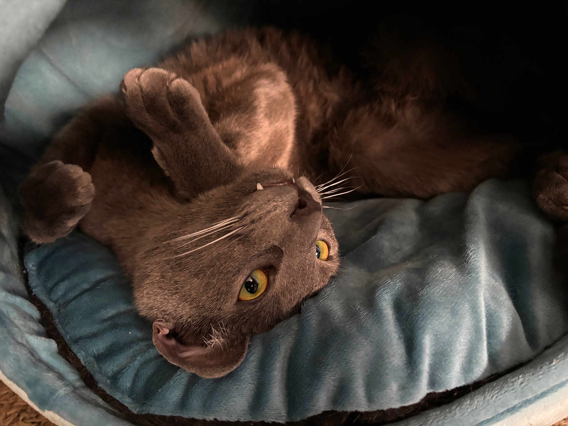 Jerome is registered to the contest to win money with this photo: cat, gray_cat, upside_down, yellow_eyes, fangs, whiskers, cozy, cushion, blue_bed, pet, fur, relaxed, playful, indoor, animal, cute, closeup, feline, paw, resting