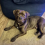 Zeus is registered to the contest to win money with this photo: animal, beanbag_chair, brown_dog, canine, carpet, companion, dog, domestic_animal, fur, furniture, household, indoor, looking_at_camera, lying_down, mammal, paw, pet, portrait, relaxed, wooden_floor