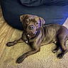 animal, beanbag_chair, brown_dog, canine, carpet, companion, dog, domestic_animal, fur, furniture, household, indoor, looking_at_camera, lying_down, mammal, paw, pet, portrait, relaxed, wooden_floor