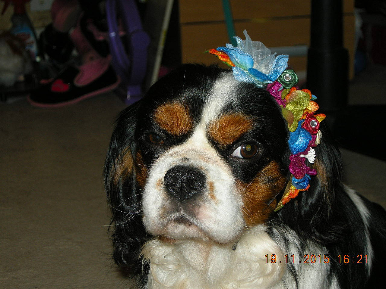 Luka participe au concours pour gagner de l'argent avec cette photo : beaglier, canidae, carnivore, cavalier_king_charles_spaniel, companion_dog, dog, dog_breed, fawn, fur, liver, puppy, snout, sporting_group, terrestrial_animal, toy_dog, vertebrate, working_animal, working_dog