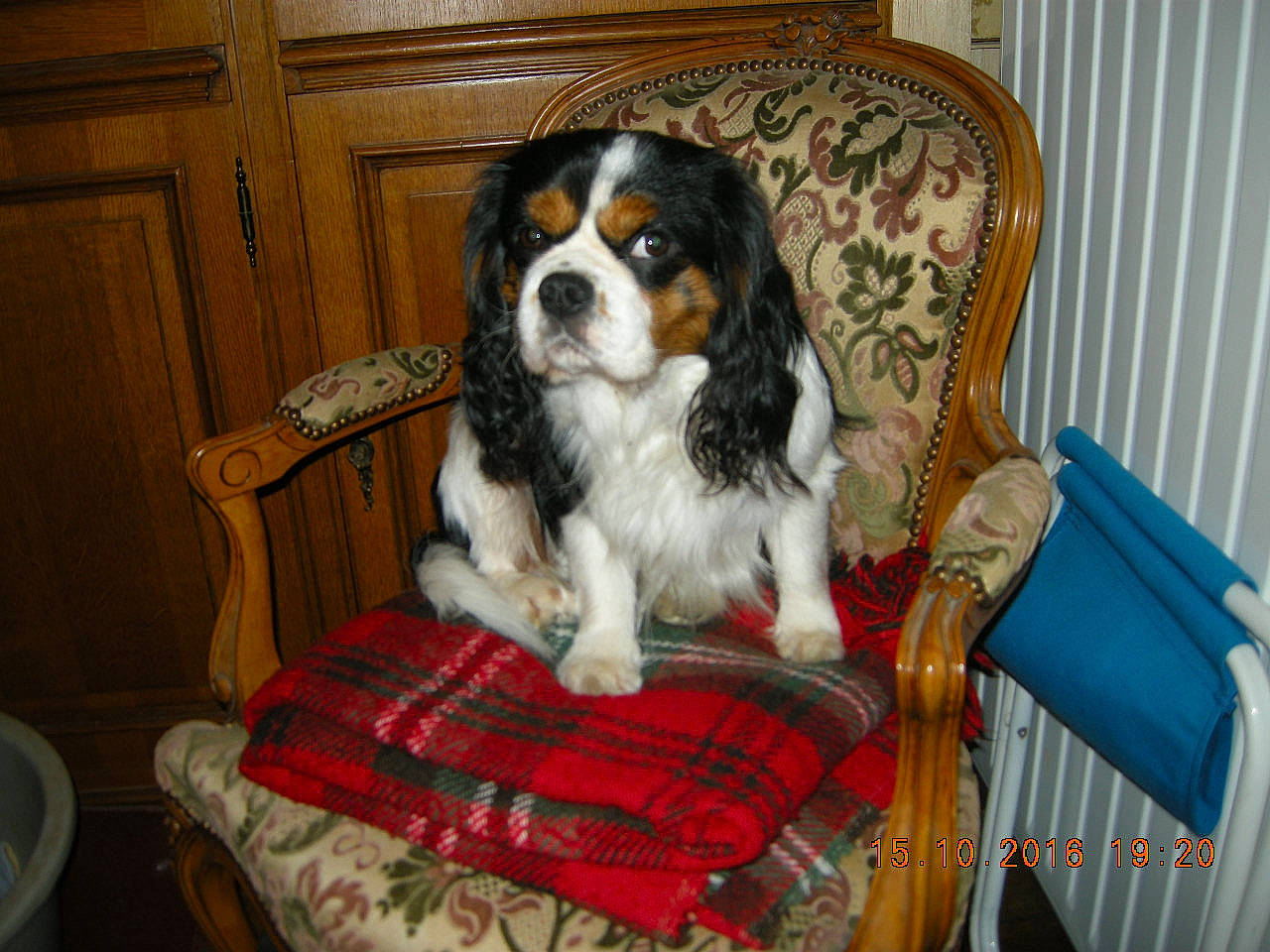 Luka a rejoint le concours — aidez-le/la à gagner de superbes lots ! canidae, carnivore, cavalier_king_charles_spaniel, companion_dog, dog, dog_breed, dog_supply, door, home_accessories, home_door, iris, king_charles_spaniel, liver, mammal, spaniel, sporting_group, toy_dog, vertebrate, wood_stain, working_animal