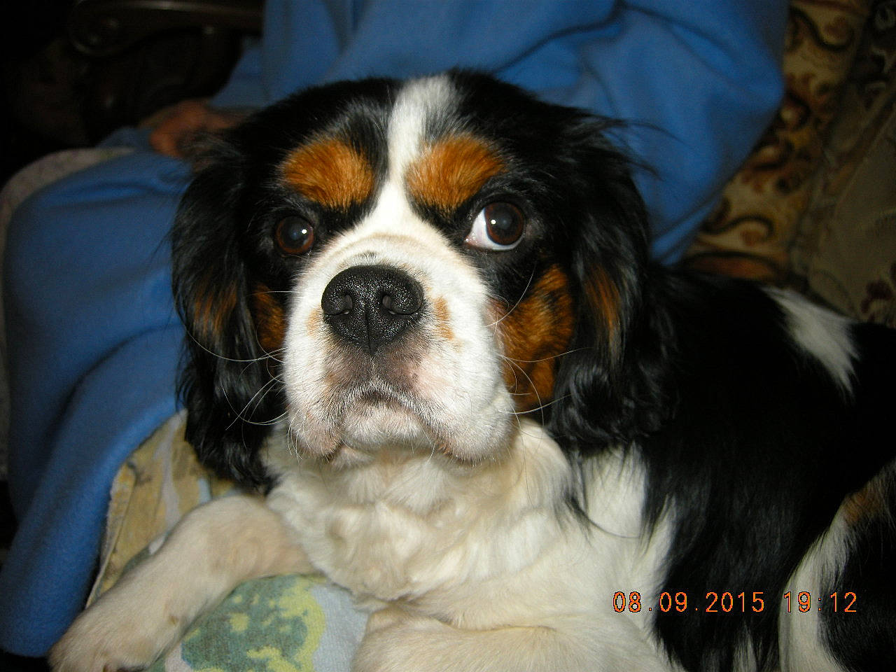 Luka participe au concours pour gagner de l'argent avec cette photo : beaglier, canidae, carnivore, cavalier_king_charles_spaniel, comfort, companion_dog, couch, dog, dog_breed, fawn, fur, iris, puppy, snout, sporting_group, terrestrial_animal, vertebrate, whiskers, working_animal, working_dog