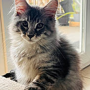 Apollon participe au concours pour gagner de l'argent avec cette photo : cat, fluffy, tabby, grey, striped, pet, indoor, window, plant, feline, whiskers, paw, fur, closeup, animal, domestic, curious, young, soft, natural_light