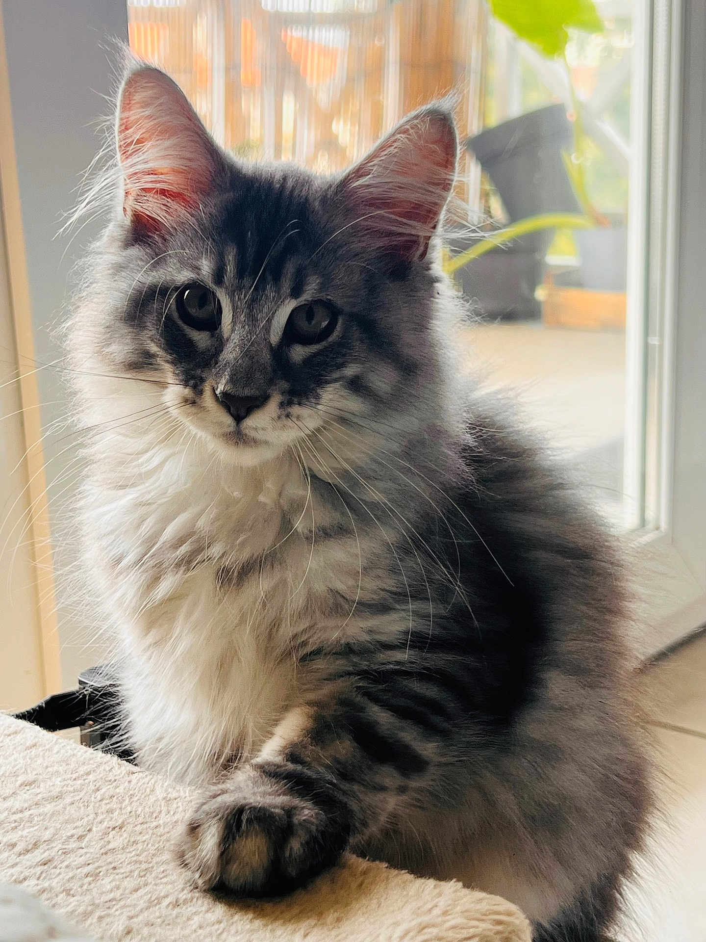 Apollon participe au concours pour gagner de l'argent avec cette photo : cat, fluffy, tabby, grey, striped, pet, indoor, window, plant, feline, whiskers, paw, fur, closeup, animal, domestic, curious, young, soft, natural_light
