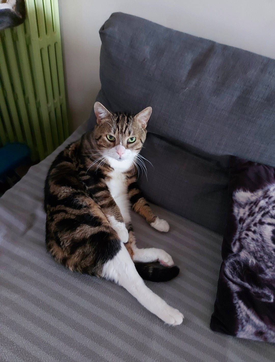 Calin participe au concours pour gagner de l'argent avec cette photo : carnivore, cat, cat_supply, comfort, couch, domestic_short_haired_cat, door, felidae, flooring, fur, grey, hardwood, mammal, paw, room, small_to_medium_sized_cats, tail, terrestrial_animal, whiskers, wood