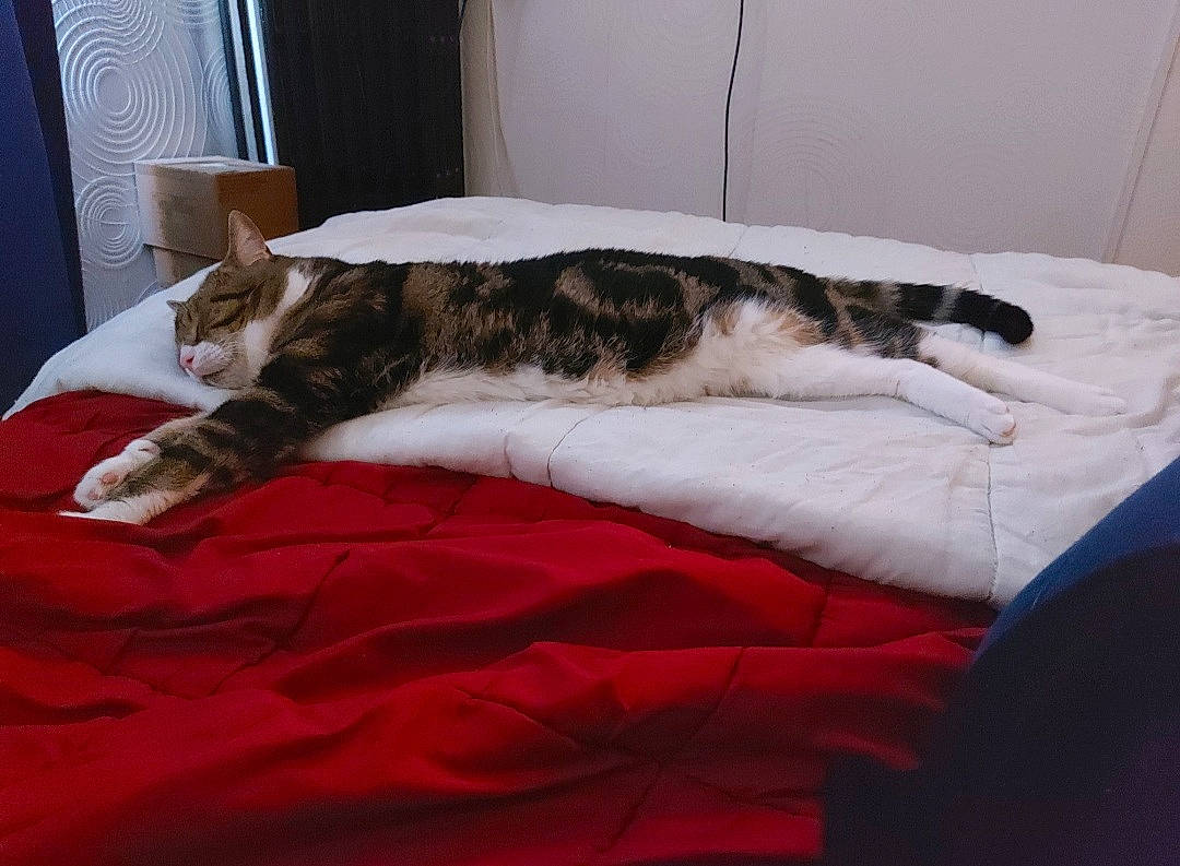 Calin a rejoint le concours — aidez-le/la à gagner de superbes lots ! bed, bed_sheet, bedding, carnivore, cat, comfort, couch, domestic_short_haired_cat, duvet, felidae, fur, linens, mammal, small_to_medium_sized_cats, sporting_group, tail, textile, vertebrate, whiskers, wood