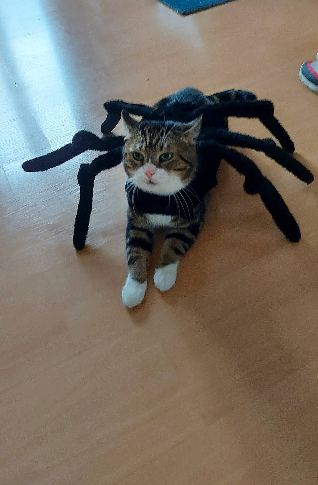 Calin participe au concours pour gagner de l'argent avec cette photo : carnivore, cat, electric_blue, fawn, felidae, floor, flooring, foot, fur, hardwood, laminate_flooring, paw, small_to_medium_sized_cats, snout, tail, terrestrial_animal, toy, whiskers, wood, wood_flooring