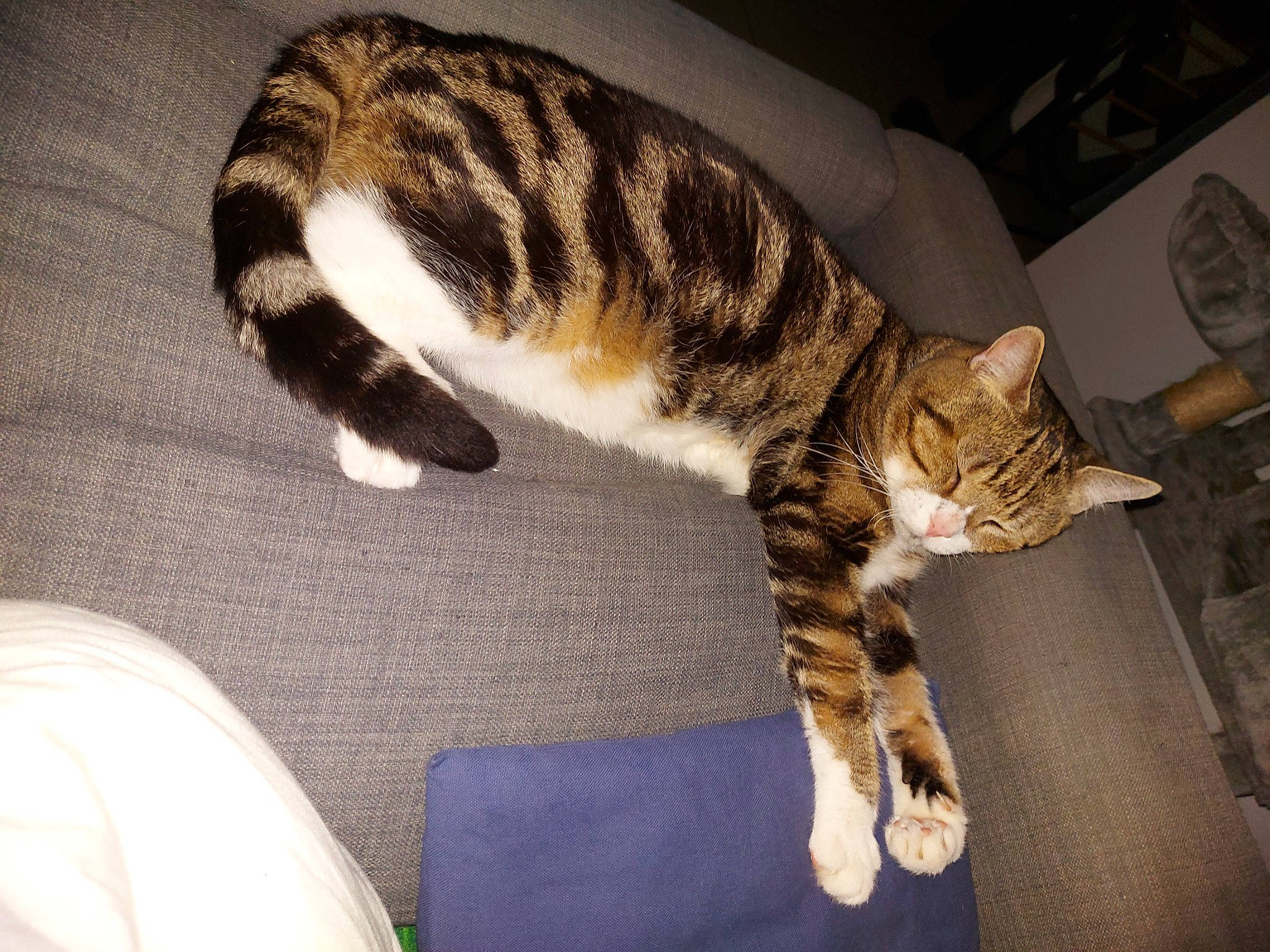 Calin a rejoint le concours — aidez-le/la à gagner de superbes lots ! carnivore, cat, claw, comfort, domestic_short_haired_cat, felidae, flooring, fur, nap, paw, room, sleep, small_to_medium_sized_cats, snout, tail, terrestrial_animal, whiskers, wood