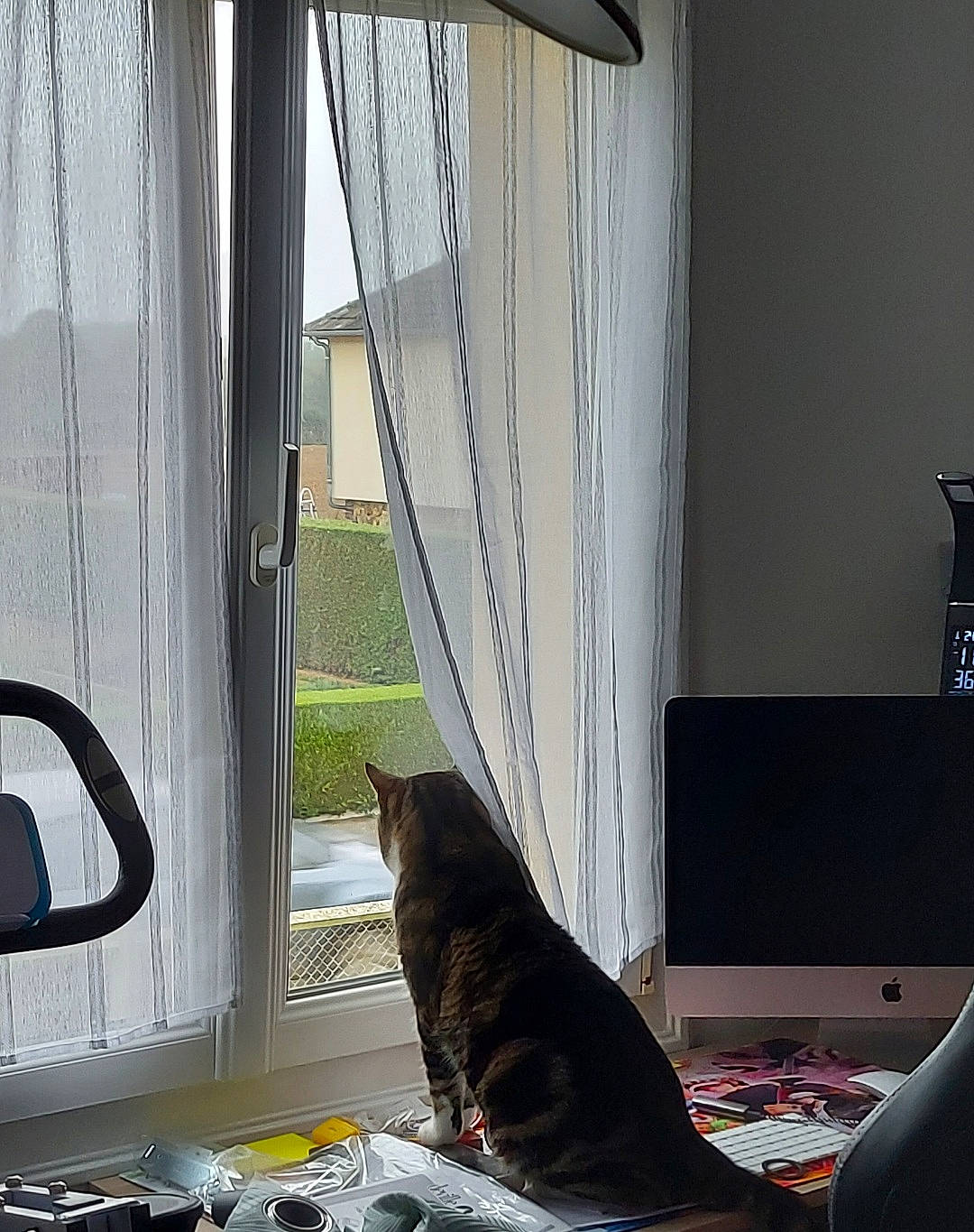 Calin a rejoint le concours — aidez-le/la à gagner de superbes lots ! carnivore, cat, comfort, curtain, felidae, floor, flooring, grey, hardwood, interior_design, line, living_room, shade, small_to_medium_sized_cats, textile, tints_and_shades, whiskers, window, window_treatment, wood