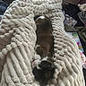 Azure joined the competition — help win amazing prizes! animal, blanket, cat, comfort, cozy, cute, domestic, feline, fur, home, indoor, nap, pet, plush, relaxation, resting, sleeping, soft, texture, warm