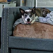 Zyra joined the competition — help win amazing prizes! dog, couch, blanket, smiling, indoor, pet, resting, comfortable, home, furniture, canine, cozy, relaxed, ears, fur, living_room, happy, domestic_animal, face, snout