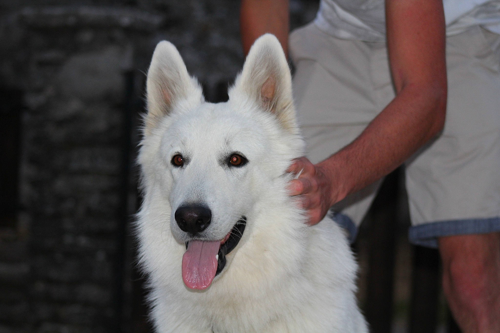 Hadès participe au concours pour gagner de l'argent avec cette photo : berger_blanc_suisse, canidae, carnivore, dog, dog_breed, herding_dog, mammal, rare_breed_dog, vertebrate, white_shepherd