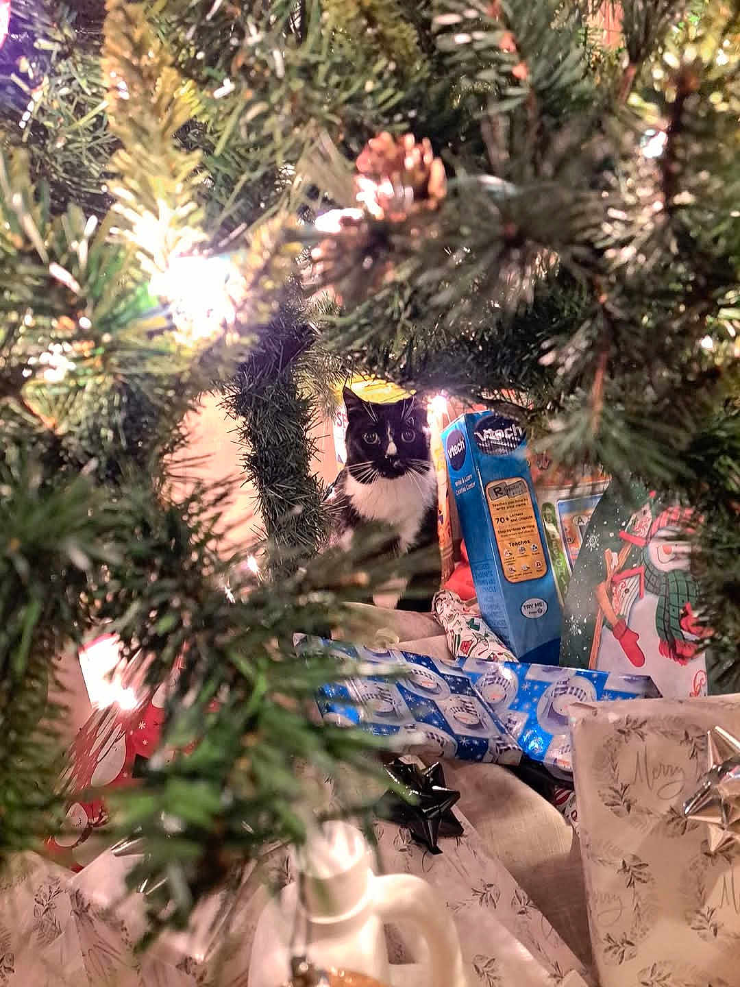 Toby