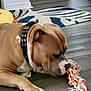 dog, toy, rope_toy, brown_dog, collar, floor, wooden_floor, indoor, pet, playing, chewing, animal, paw, snout, ear, white_markings, rug, plush_toy, home, closeup