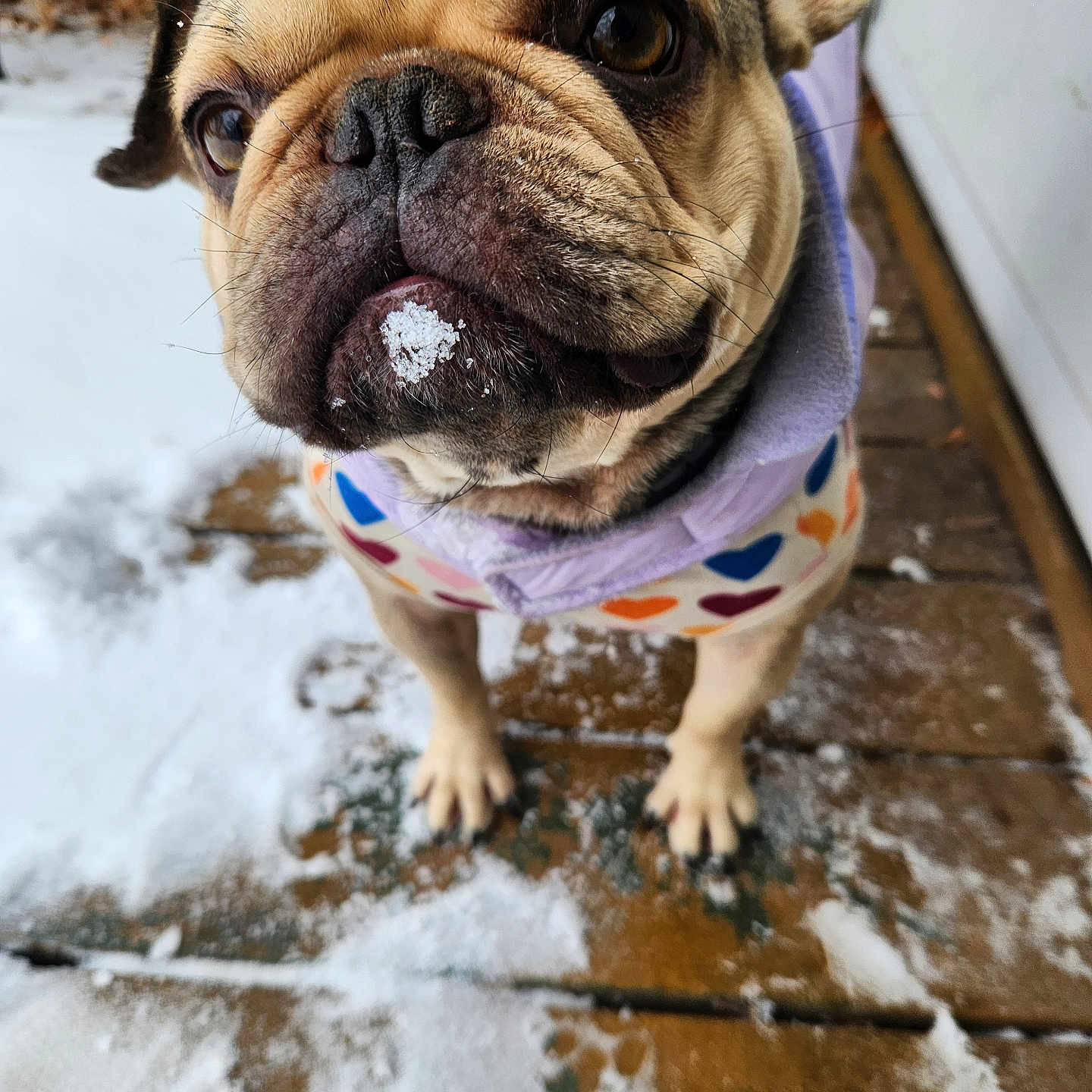 Nala joined the competition — help win amazing prizes! animal, canine, close_up, cold, curious, cute, dog, ears, french_bulldog, furry, nose, outdoor, paw_prints, pet_clothing, portrait, small_dog, snow, whiskers, winter, wooden_deck