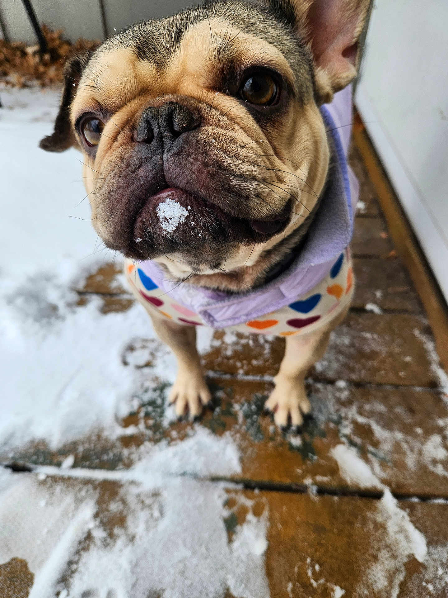 Nala joined the competition — help win amazing prizes! animal, canine, close_up, cold, curious, cute, dog, ears, french_bulldog, furry, nose, outdoor, paw_prints, pet_clothing, portrait, small_dog, snow, whiskers, winter, wooden_deck