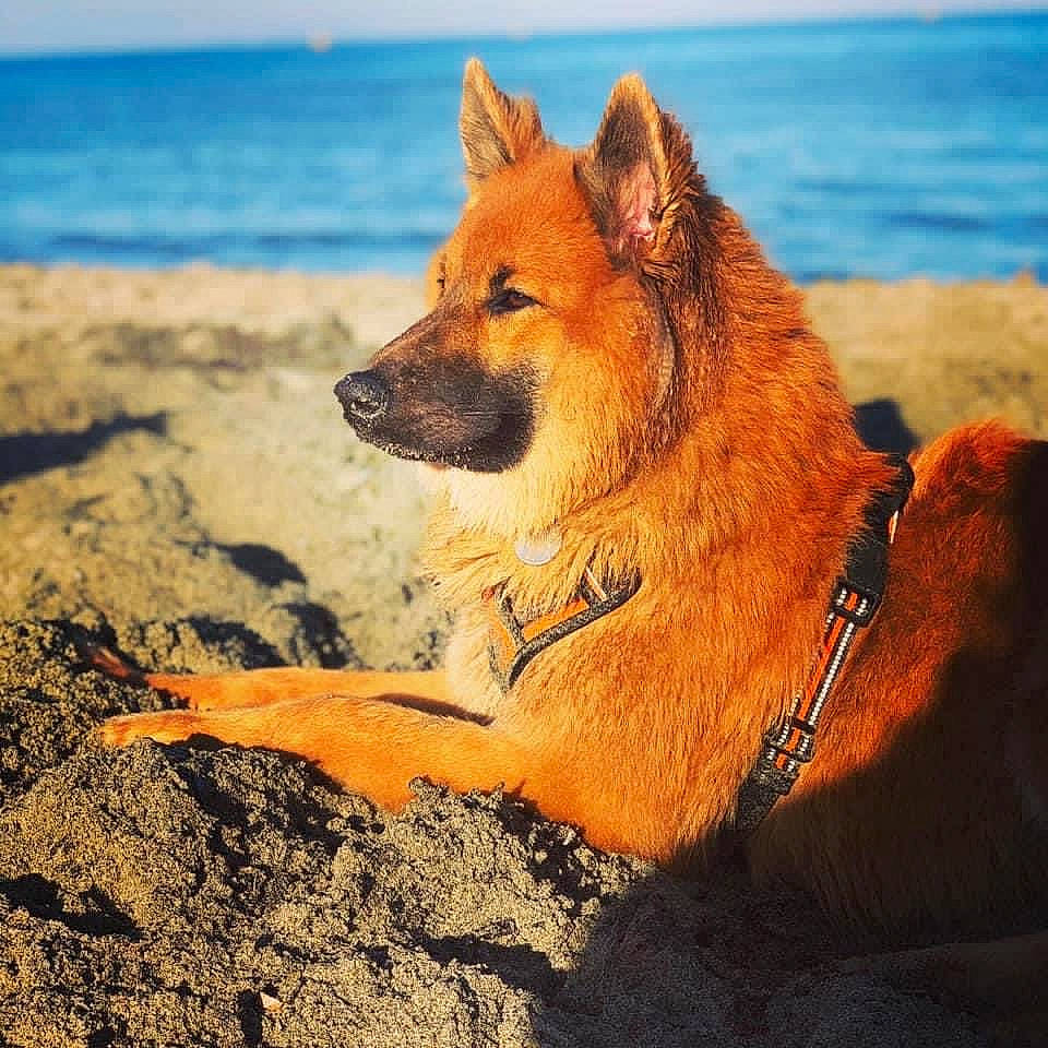 Pixelle a rejoint le concours — aidez-le/la à gagner de superbes lots ! beach, canidae, carnivore, collar, companion_dog, dog, dog_breed, fawn, fur, landscape, ocean, sky, snout, soil, sporting_group, tail, terrestrial_animal, water, wildlife, working_animal