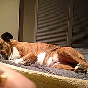 Phoenix joined the competition — help win amazing prizes! animal, bed, blanket, brindle, canine, closed_eyes, comfort, cozy, dog, domestic_animal, fur, furniture, indoor, living_room, paw, pet, quiet, relaxation, resting, sleeping