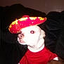 accessory, animal, canine, celebration, clothing, costume, cute, dog, domestic_animal, face, funny, hand, holding, indoor, pet, portrait, red_shirt, small_dog, sombrero, white_dog
