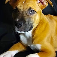 Ranger joined the competition — help win amazing prizes! dog, puppy, brown_fur, white_fur, animal, pet, canine, laying_down, ears, face, portrait, young_dog, domestic_animal, fur, cute, looking_at_camera, indoor, relaxed, snout, whiskers