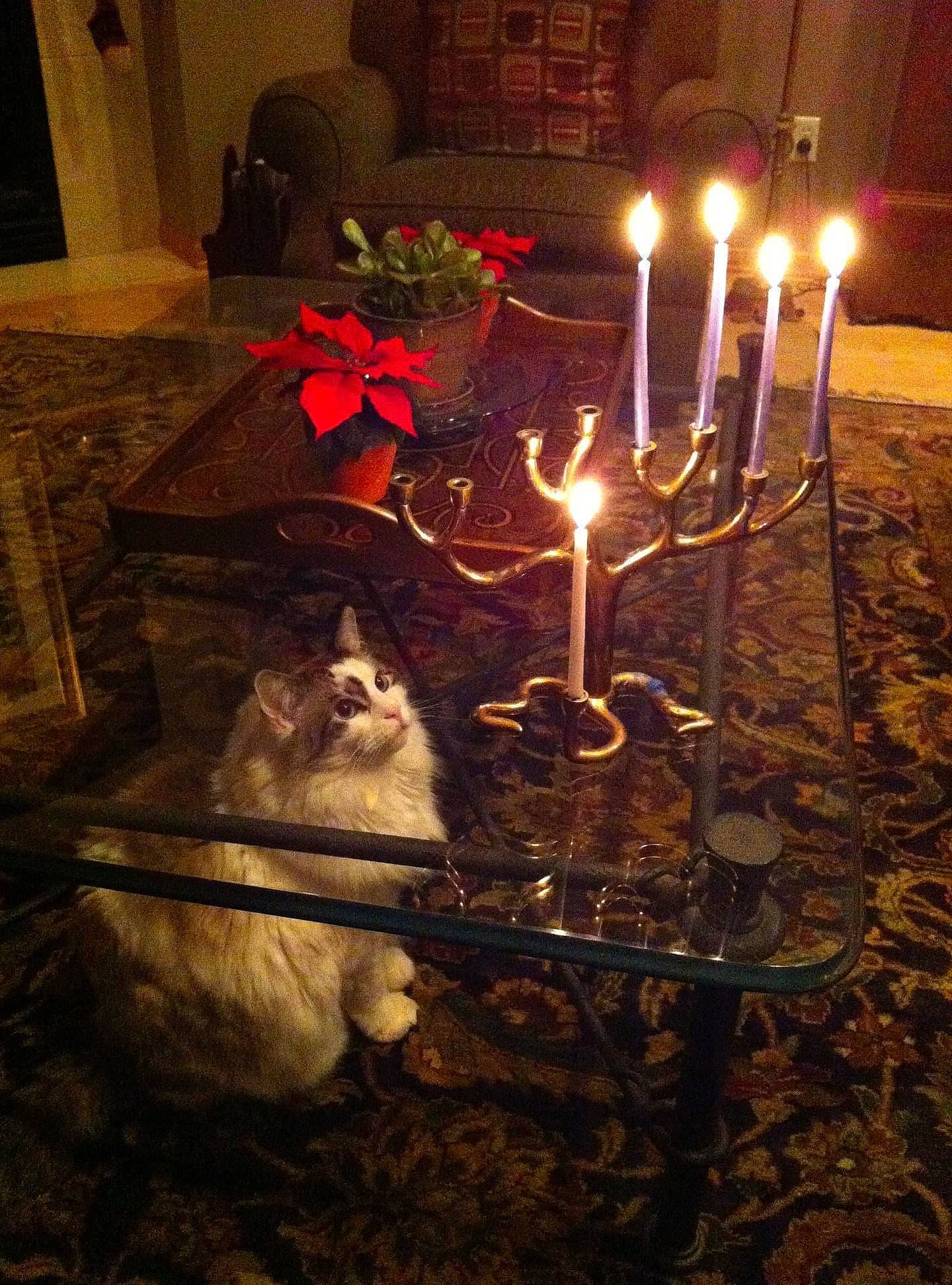 Duke Ellington is registered to the contest to win money with this photo: candle, candle_holder, carnivore, companion_dog, dog, event, fire, flame, floral_design, flower_arranging, hat, heat, holiday, lamp, light, lighting, room, tableware, tradition, wax