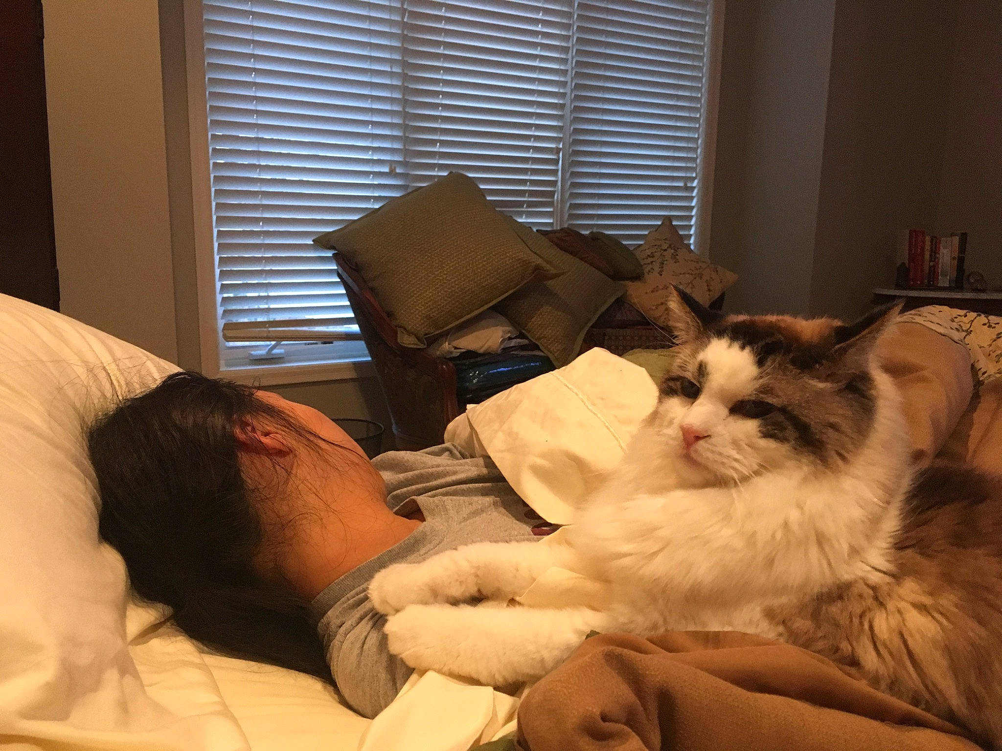 Duke Ellington is registered to the contest to win money with this photo: bed, carnivore, cat, comfort, companion_dog, couch, eye, felidae, fur, lap, linens, mammal, room, sitting, small_to_medium_sized_cats, whiskers, window, window_blind, window_covering, window_treatment