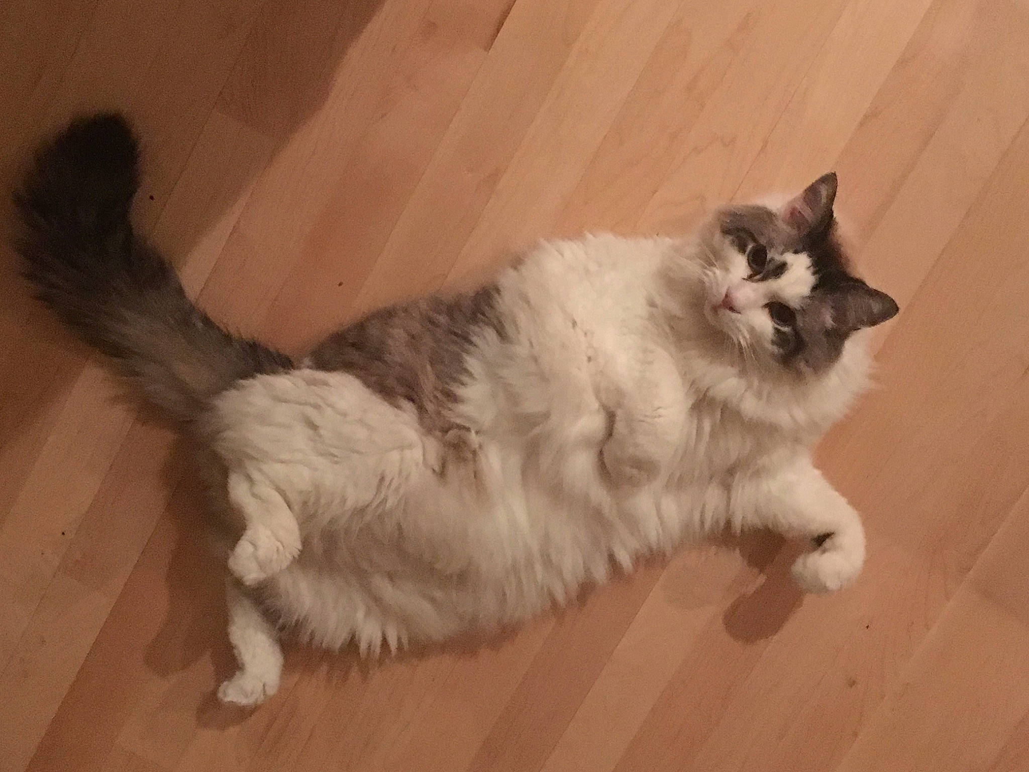 Duke Ellington is registered to the contest to win money with this photo: carnivore, cat, claw, comfort, domestic_short_haired_cat, eye, fawn, felidae, flooring, foot, fur, hardwood, laminate_flooring, paw, small_to_medium_sized_cats, snout, tail, whiskers, wood, wood_flooring