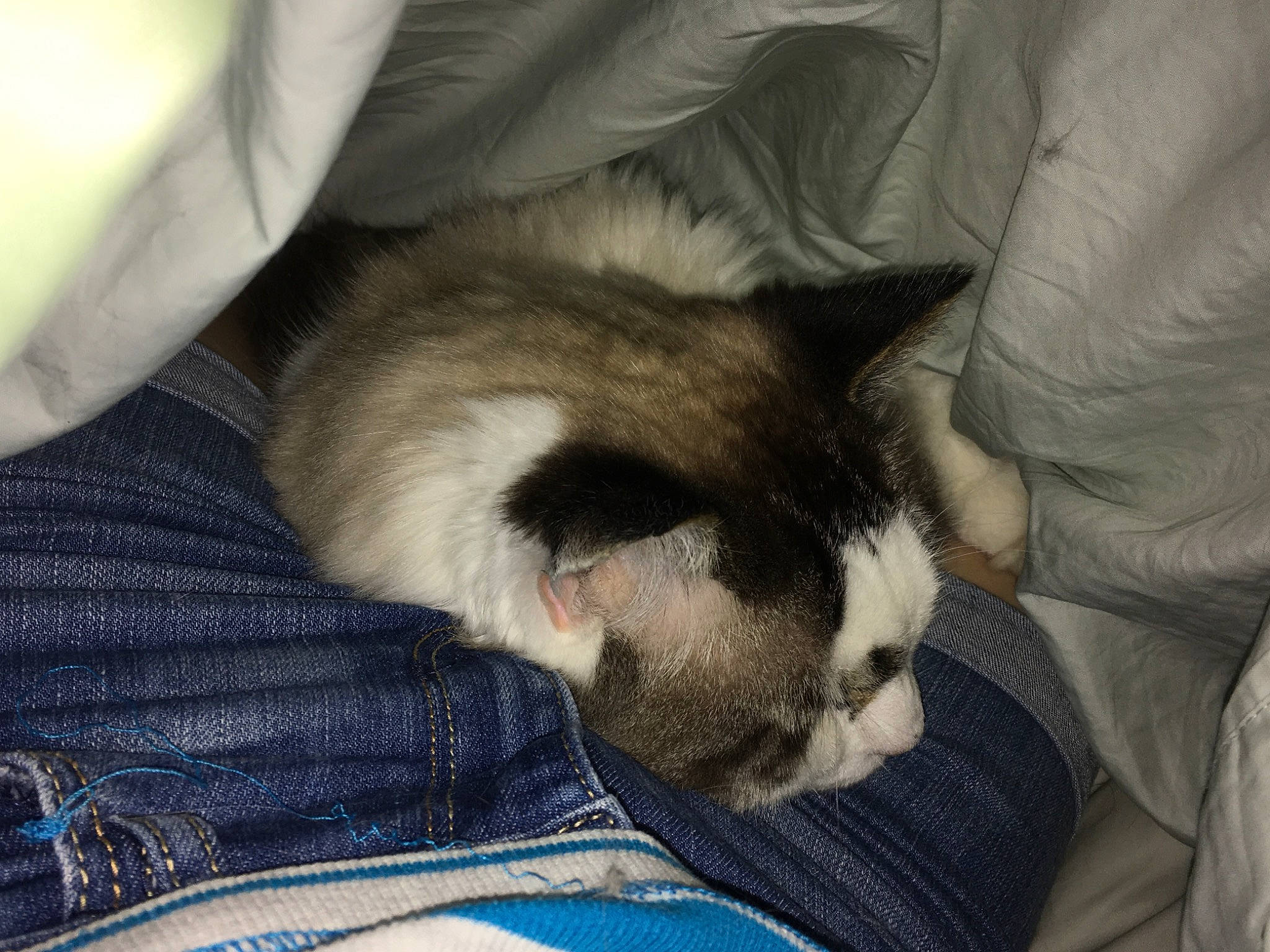 Duke Ellington is registered to the contest to win money with this photo: canidae, carnivore, cat, comfort, companion_dog, dog_breed, domestic_short_haired_cat, fawn, felidae, fur, grey, linens, paw, puppy, small_to_medium_sized_cats, snout, sporting_group, tail, textile, whiskers