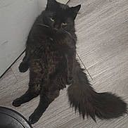 Socks joined the competition — help win amazing prizes! animal, black_cat, cat, ears, feline, floor, fluffy, fur, home, indoor, long_tail, looking, pet, relaxed, resting, sitting, tail, wall, whiskers, wooden_floor