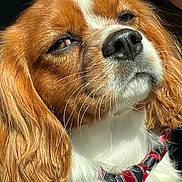 Copper joined the competition — help win amazing prizes! dog, close_up, portrait, tie, brown_and_white, canine, fur, whiskers, nose, ear, sunlight, expression, pet, animal, domestic_animal, looking_away, sitting, indoors, fashion_accessory, cute