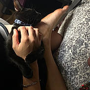 Kayjay joined the competition — help win amazing prizes! animal, black_cat, blanket, bracelet, casual, cat, close_up, collar, comfort, cozy, feline, foot, hand, human, indoor, leopard_print, pet, relaxing, resting, soft_lighting