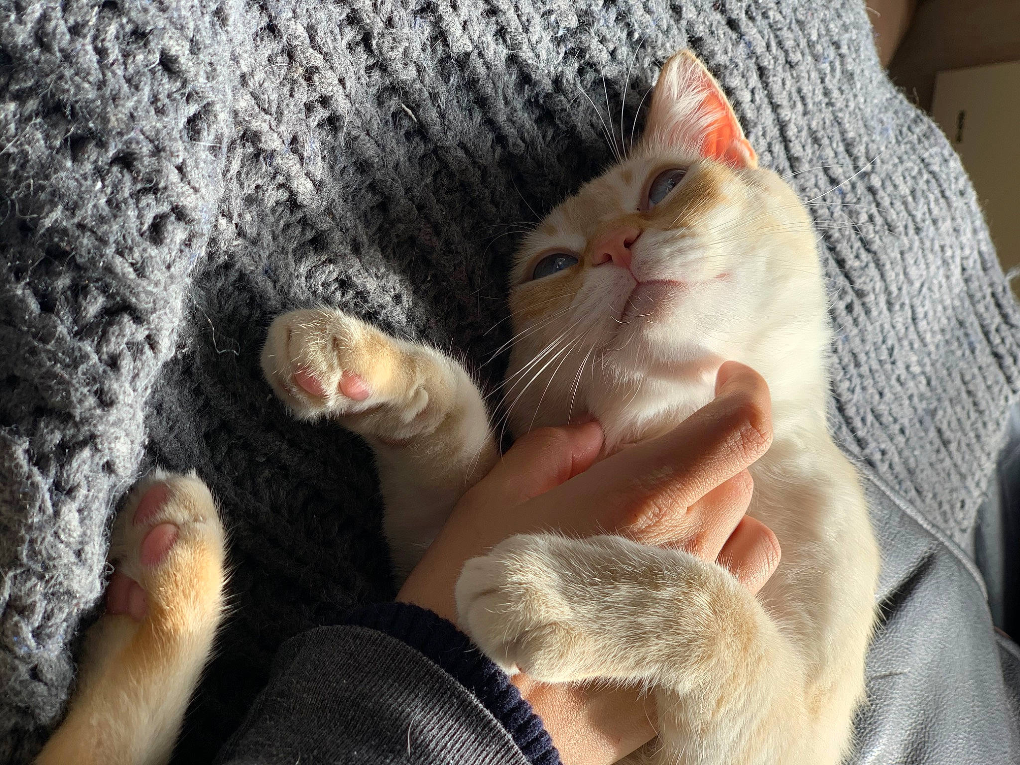 Balthazar a rejoint le concours — aidez-le/la à gagner de superbes lots ! barefoot, carnivore, cat, claw, comfort, domestic_short_haired_cat, fawn, felidae, finger, foot, fur, gesture, nail, paw, small_to_medium_sized_cats, thumb, toe, whiskers, wool