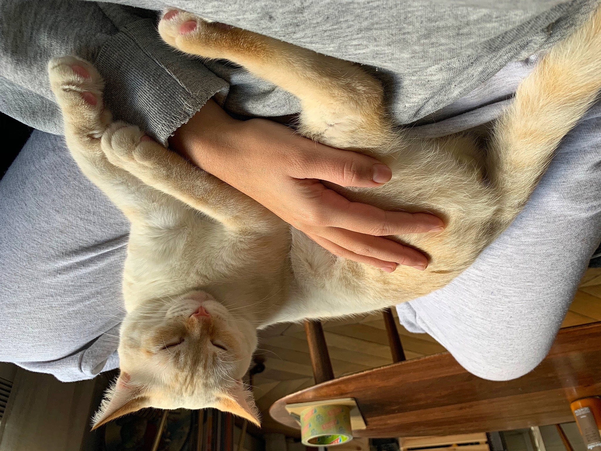 Balthazar participe au concours pour gagner de l'argent avec cette photo : cat, comfort, denim, elbow, fawn, felidae, fur, gesture, hardwood, human_leg, jaw, joint, linens, nail, sleeve, small_to_medium_sized_cats, street_fashion, textile, wood, wrist