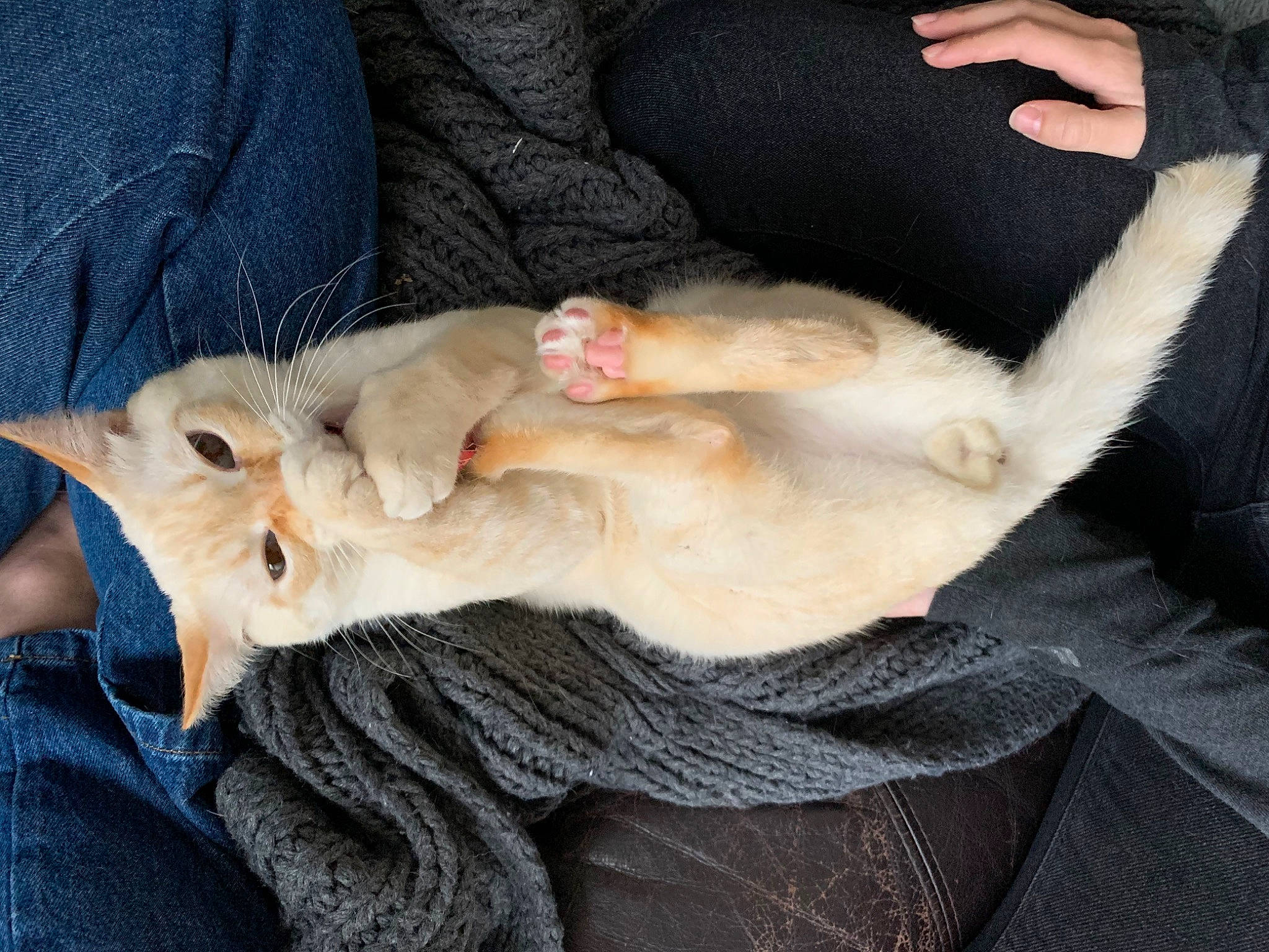 Balthazar a rejoint le concours — aidez-le/la à gagner de superbes lots ! canidae, carnivore, cat, claw, comfort, companion_dog, dog_breed, domestic_short_haired_cat, ear, fawn, felidae, fur, linens, mammal, paw, small_to_medium_sized_cats, snout, tail, vertebrate, whiskers