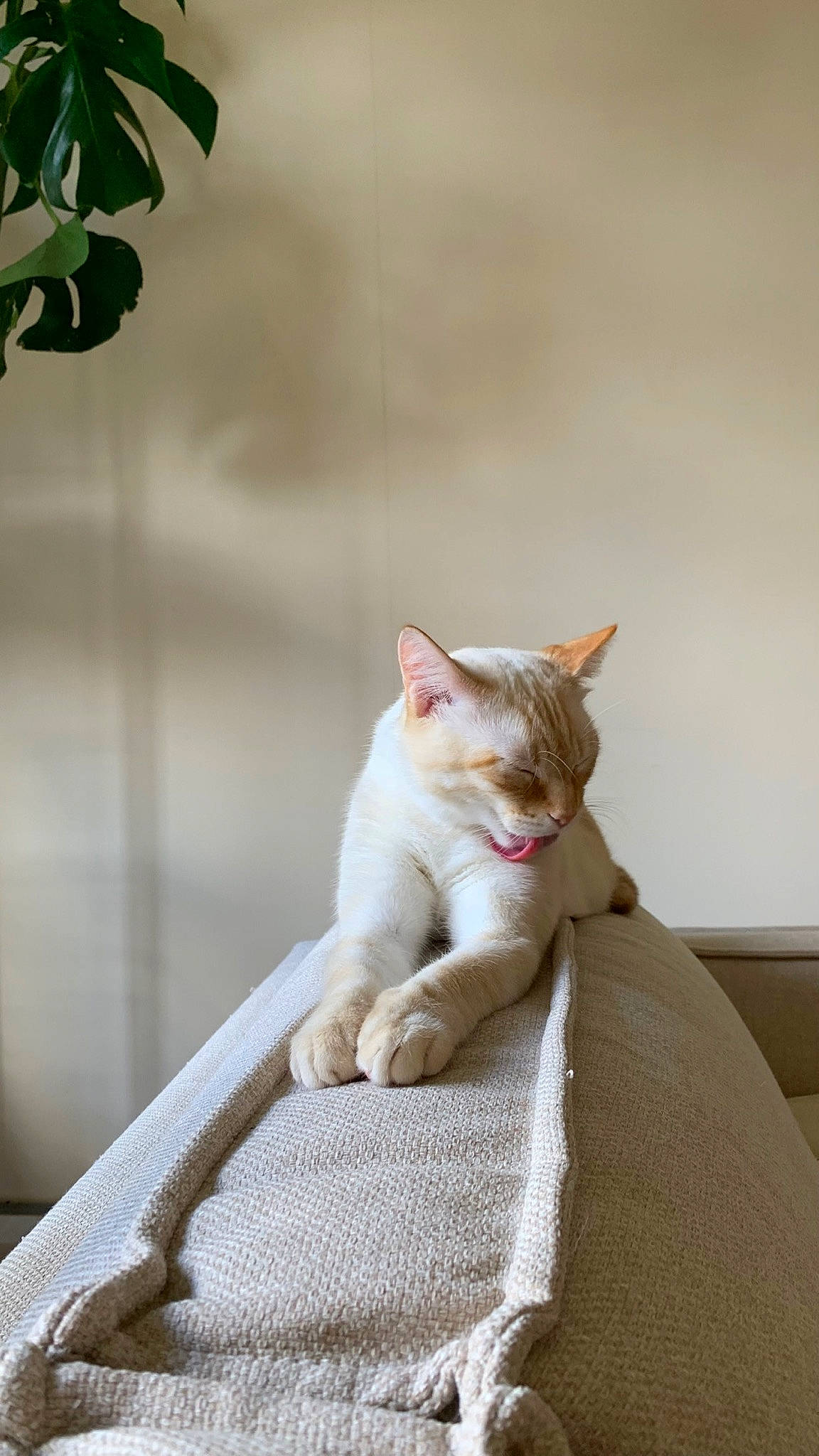 Balthazar a rejoint le concours — aidez-le/la à gagner de superbes lots ! carnivore, cat, claw, comfort, domestic_short_haired_cat, fawn, felidae, fur, grass, human_leg, paw, sitting, small_to_medium_sized_cats, snout, tail, terrestrial_animal, tree, whiskers, wildlife, wood