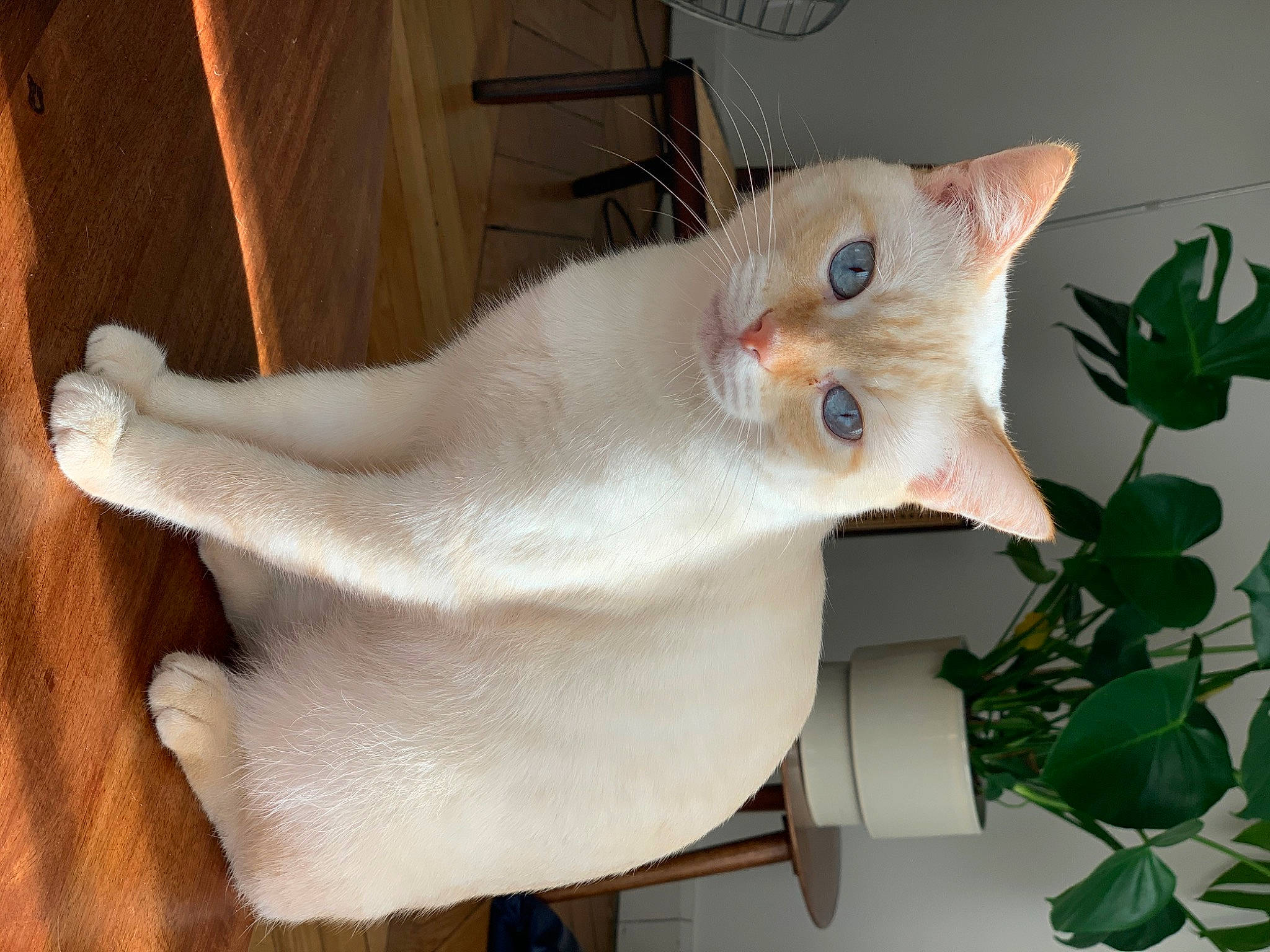 Balthazar participe au concours pour gagner de l'argent avec cette photo : carnivore, cat, collar, domestic_short_haired_cat, fawn, felidae, flowerpot, fur, hardwood, herb, houseplant, plant, small_to_medium_sized_cats, tail, whiskers, wood