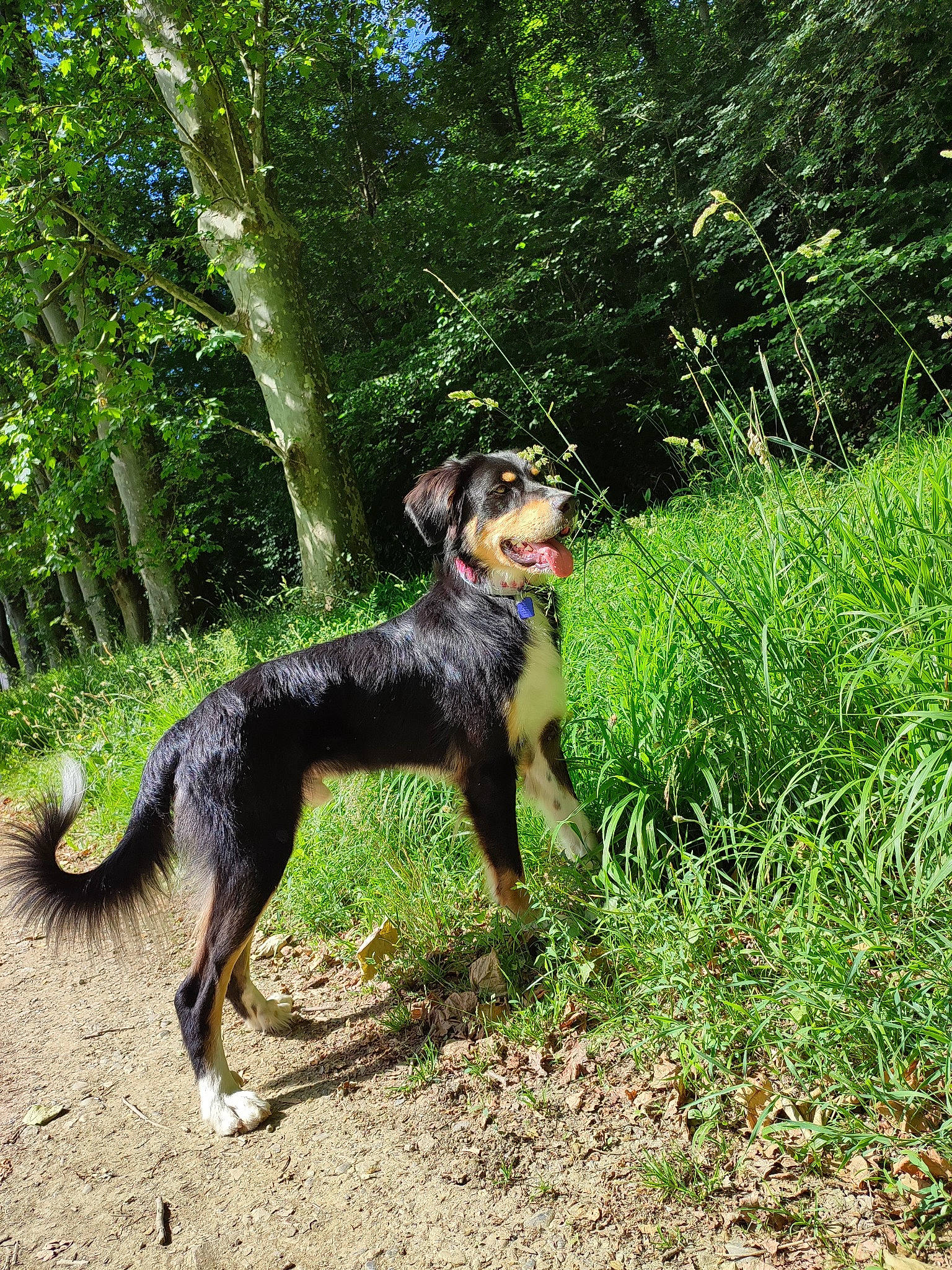 Baloo a rejoint le concours — aidez-le/la à gagner de superbes lots ! canidae, carnivore, companion_dog, dog, dog_breed, forest, grass, groundcover, hunting_dog, jungle, plant, shrub, sporting_group, tail, terrestrial_animal, terrestrial_plant, trail, tree, working_animal, working_dog