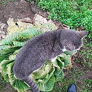 Moon participe au concours pour gagner de l'argent avec cette photo : cat, gray_cat, cabbage, garden, plants, greenery, soil, feet, shoes, outdoor, nature, pet, animal, curious, leaf, vegetable, walking, standing, top_view, fur