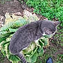 cat, gray_cat, cabbage, garden, plants, greenery, soil, feet, shoes, outdoor, nature, pet, animal, curious, leaf, vegetable, walking, standing, top_view, fur