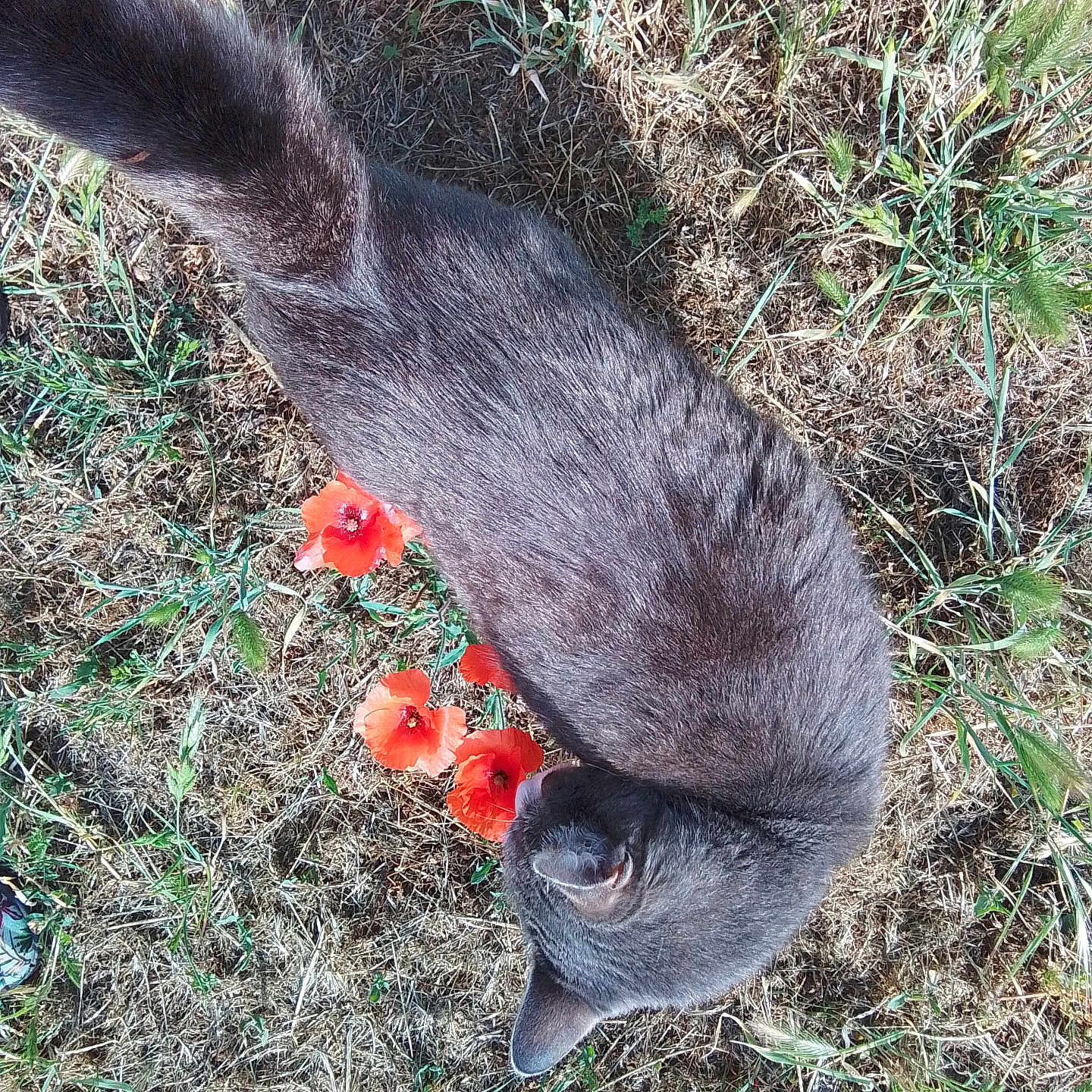 Moon a rejoint le concours — aidez-le/la à gagner de superbes lots ! animal, cat, closeup, curious, dry_grass, feline, flower, grass, gray_cat, nature, outdoor, pet, plant, poppy, red_flower, sniffing, summer, sunlight, top_view, wildflowers